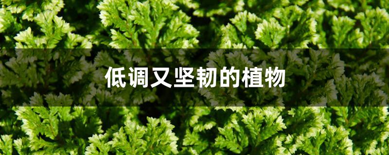 低调又坚韧的植物