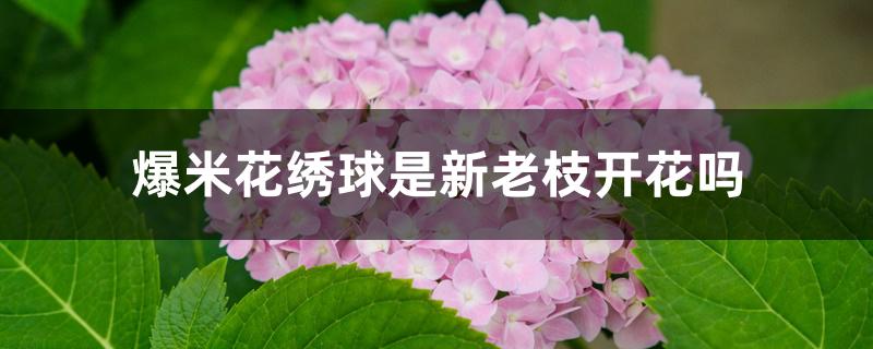 爆米花绣球是新老枝开花吗