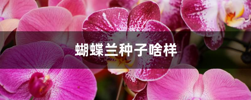 蝴蝶兰种子啥样