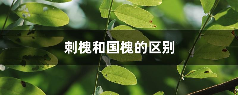 刺槐和国槐的区别