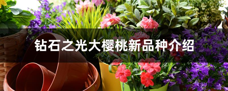 钻石之光大樱桃新品种介绍