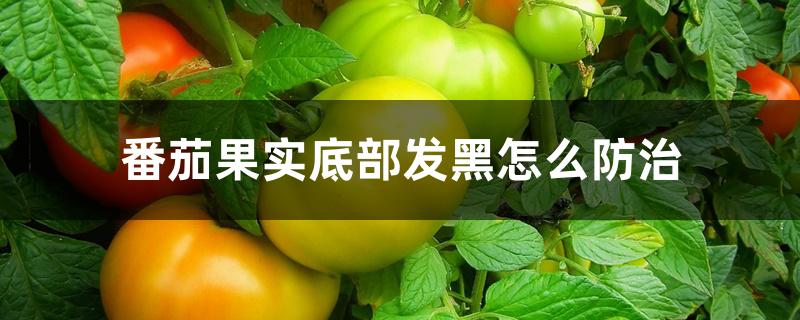 番茄果实底部发黑怎么防治