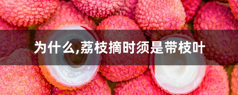为什么,荔枝摘时须是带枝叶