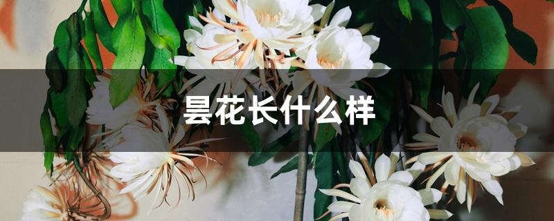 昙花长什么样 昙花长什么样