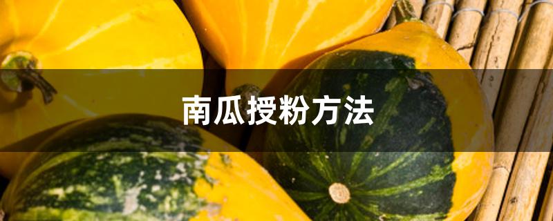 南瓜授粉方法