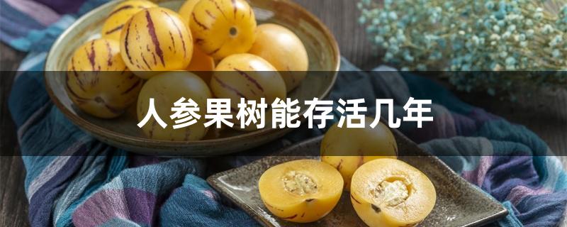 人参果树能存活几年 人参果树能存活几年