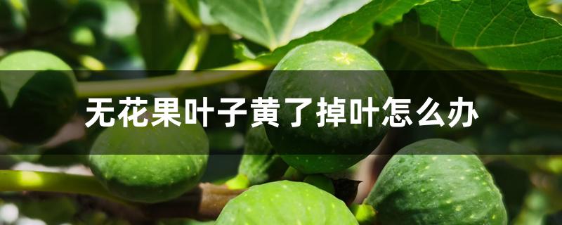 无花果叶子黄了掉叶怎么办