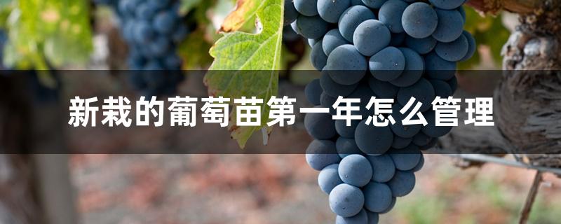 新栽的葡萄苗第一年怎么管理