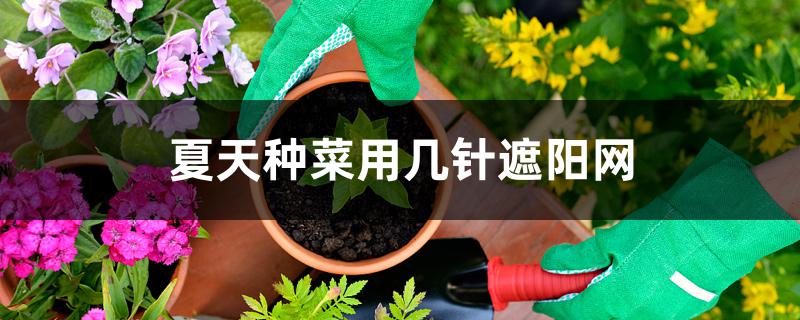 夏天种菜用几针遮阳网