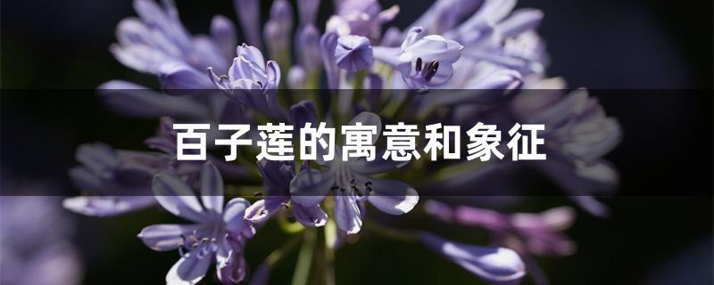 百子莲的寓意和象征