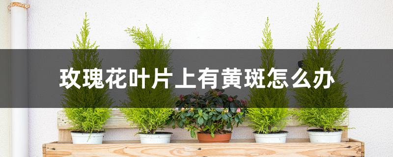 玫瑰花叶片上有黄斑怎么办