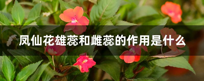 凤仙花雄蕊和雌蕊的作用是什么