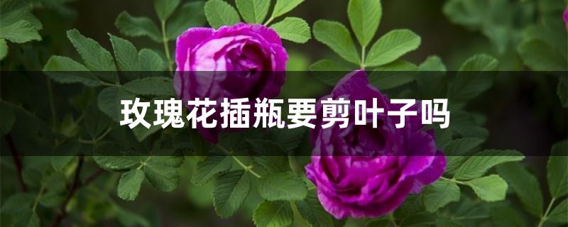 玫瑰花插瓶要剪叶子吗