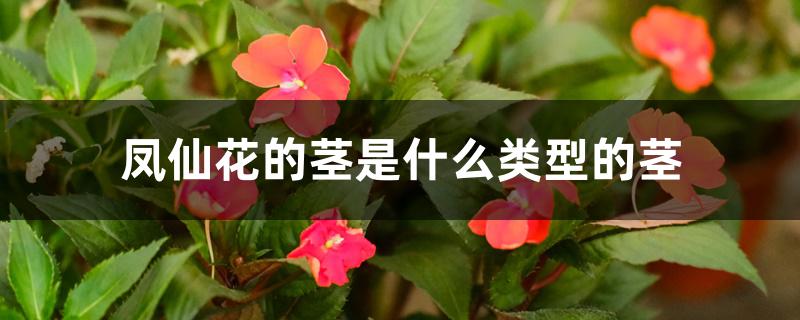 凤仙花的茎是什么类型的茎