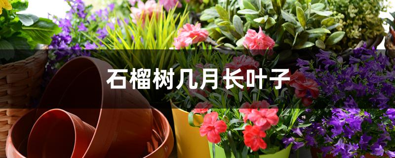 石榴树几月长叶子 石榴树几月长叶子