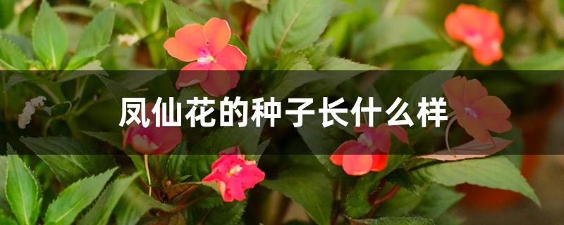 凤仙花的种子长什么样