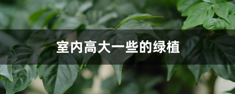 室内高大一些的绿植