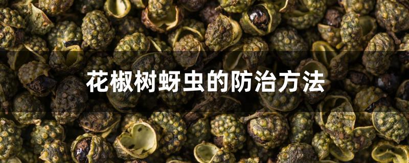 花椒树蚜虫的防治方法