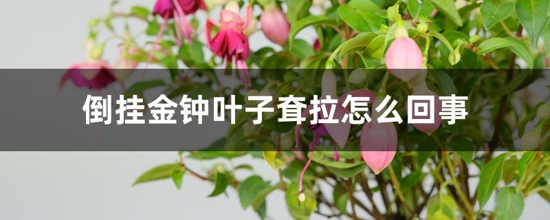 倒挂金钟叶子耷拉怎么回事