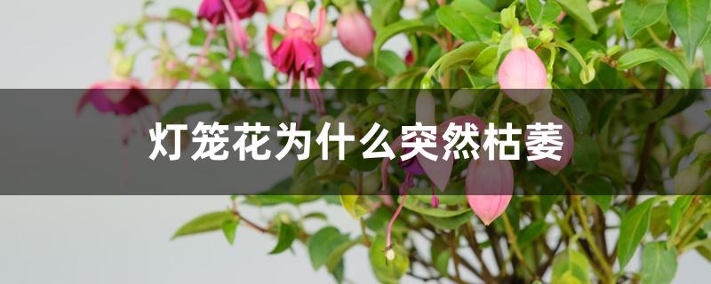 灯笼花为什么突然枯萎 灯笼花为什么突然枯萎