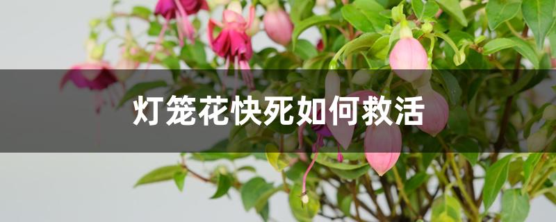 灯笼花快死如何救活