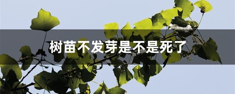 树苗不发芽是不是死了 树苗不发芽是不是死了