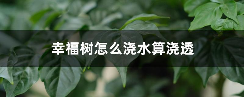 幸福树怎么浇水算浇透