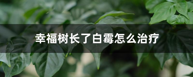 幸福树长了白霉怎么治疗