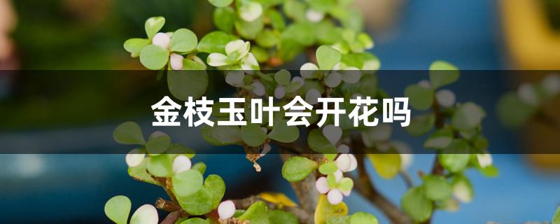 金枝玉叶会开花吗