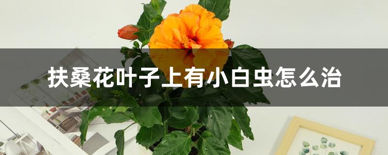 扶桑花叶子上有小白虫怎么治