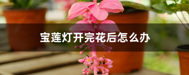 宝莲灯开完花后怎么办