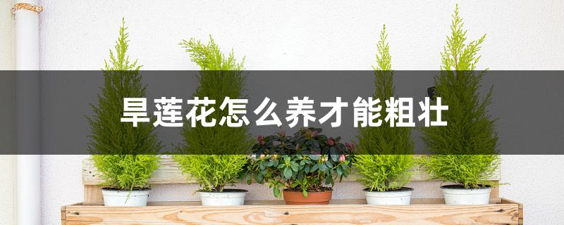 旱莲花怎么养才能粗壮