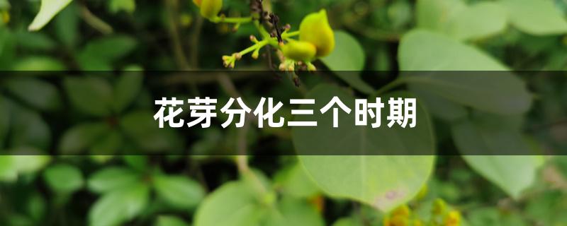 花芽分化三个时期