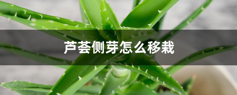 芦荟侧芽怎么移栽