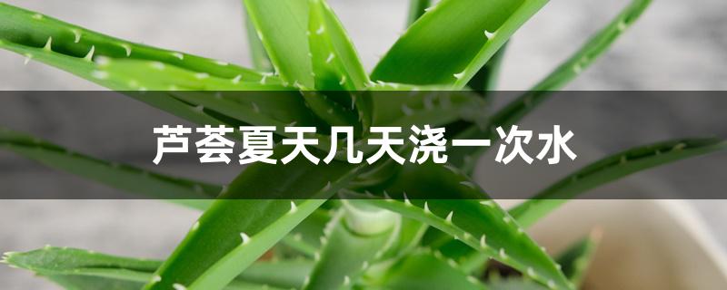 芦荟夏天几天浇一次水 芦荟夏天几天浇一次水