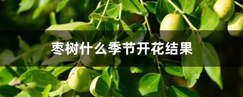 枣树什么季节开花结果