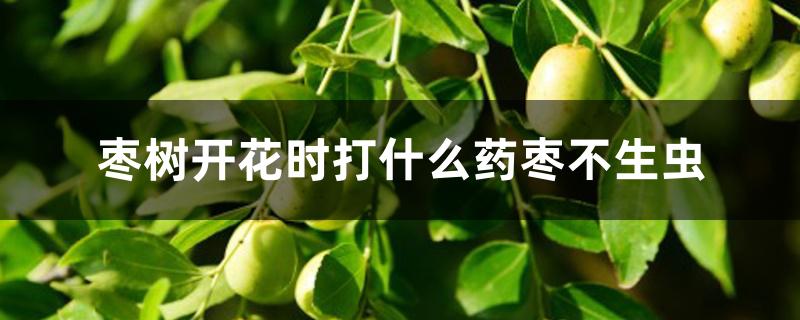 枣树开花时打什么药枣不生虫 枣树开花时打什么药枣不生虫