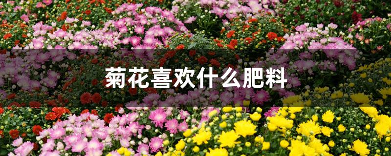 菊花喜欢什么肥料