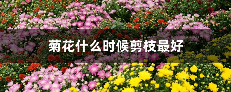 菊花什么时候剪枝最好