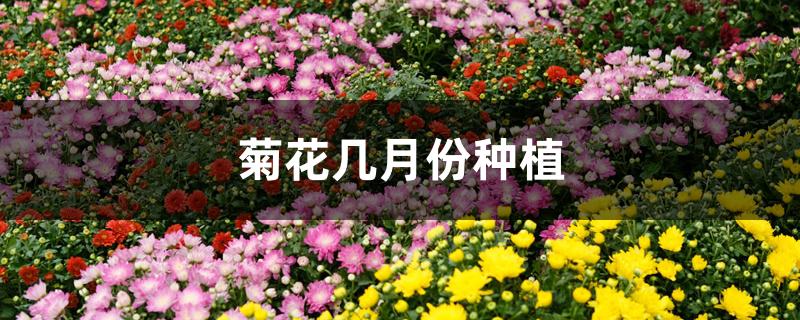 菊花几月份种植