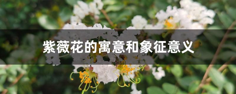 紫薇花的寓意和象征意义