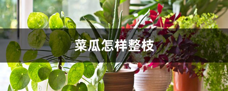 菜瓜怎样整枝