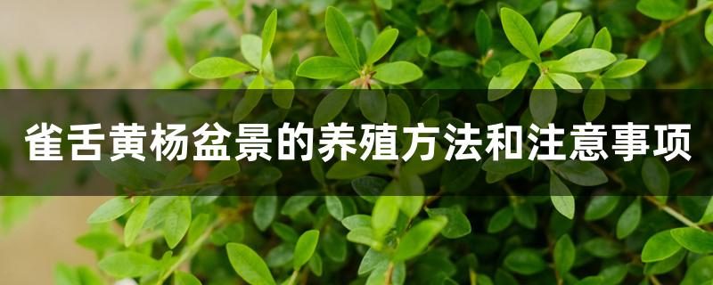 雀舌黄杨盆景的养殖方法和注意事项 雀舌黄杨盆景的养殖方法和注意事项