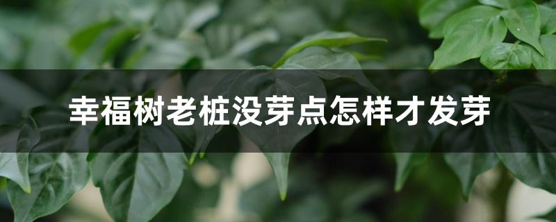 幸福树老桩没芽点怎样才发芽 幸福树老桩没芽点怎样才发芽