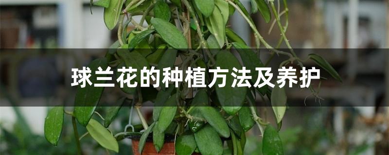 球兰花的种植方法及养护