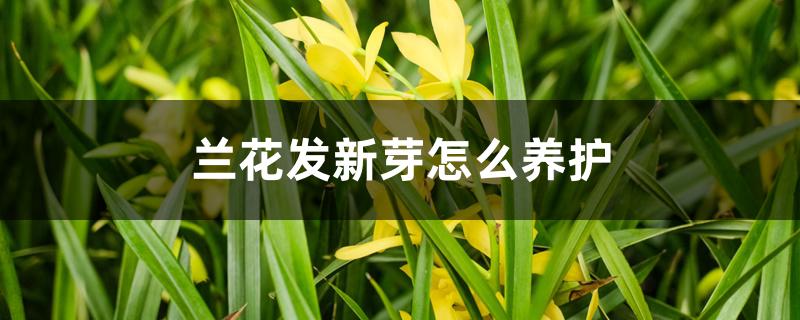 兰花发新芽怎么养护