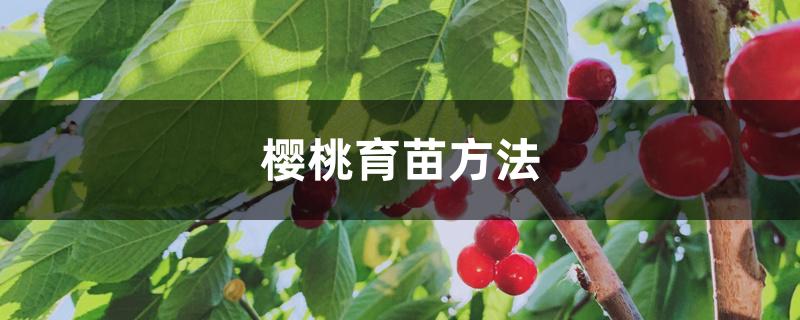 樱桃育苗方法