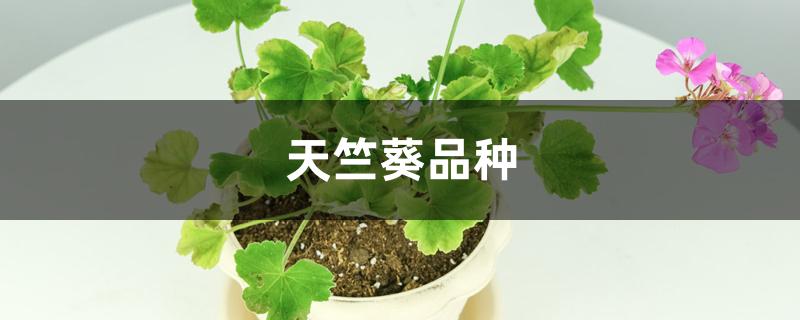 天竺葵品种 天竺葵品种