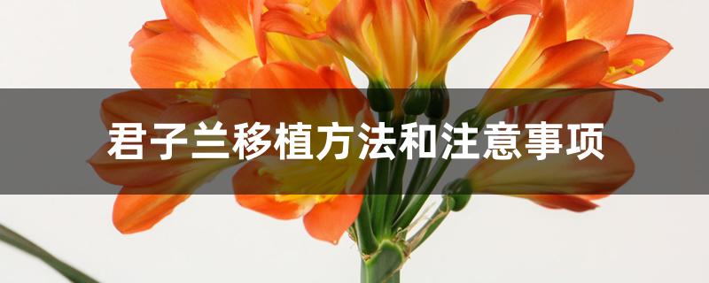 君子兰移植方法和注意事项