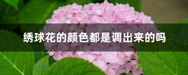 绣球花的颜色都是调出来的吗